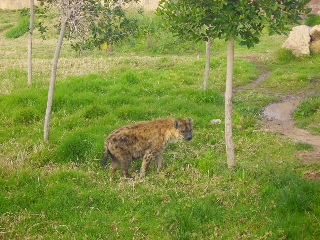 La hiena más longeva de Europa habita en el parque de naturaleza Terra Natura Murcia - 2, Foto 2