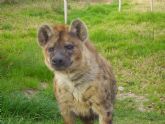 La hiena ms longeva de Europa habita en el parque de naturaleza Terra Natura Murcia
