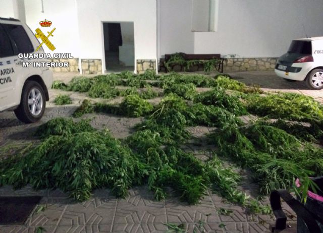 Operación TIRALÍNEAS. Desmantelados dos puntos de distribución de drogas y otro de cultivo de marihuana en Totana, Foto 1