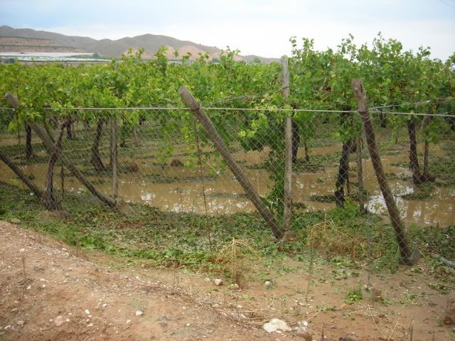 La concejalía de Agricultura propone solicitar a la Consejería que realice informes técnicos que permitan al ministerio aplicar rebaja en los módulos del IRPF 2014 de la uva de mesa - 1, Foto 1