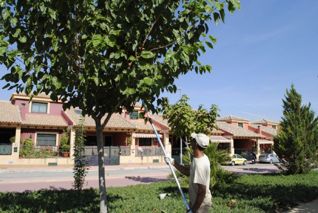 El arbolado y los jardines de Las Torres de Cotillas se ponen guapos con la llegada del otoño - 1, Foto 1