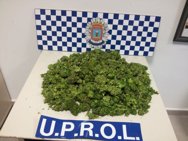 La Policía Local de Lorca interviene en Zarzalico 13 plantas de marihuana, 2´3 kilos de cogollos de esta sustancia en fase de secado - 1, Foto 1
