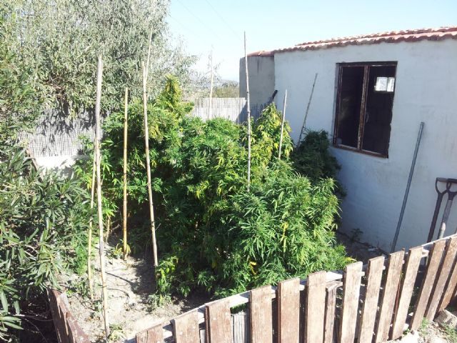 La Policía Local de Lorca interviene en Zarzalico 13 plantas de marihuana, 2´3 kilos de cogollos de esta sustancia en fase de secado - 2, Foto 2