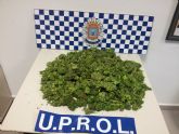 La Policía Local de Lorca interviene en Zarzalico 13 plantas de marihuana, 2´3 kilos de cogollos de esta sustancia en fase de secado