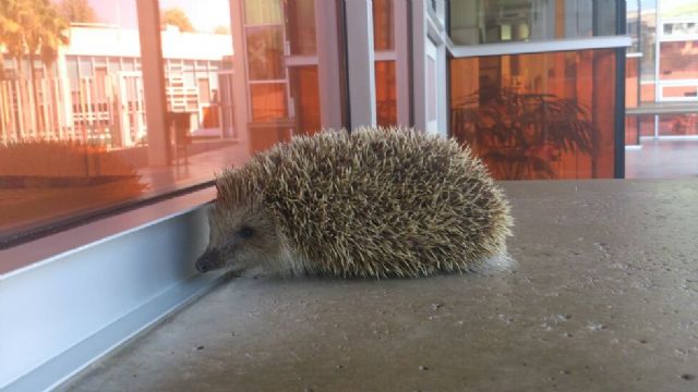 La Biblioteca de Torre-Pacheco celebra el día de las bibliotecas llamando al erizo que vive en ella Pinchitos - 1, Foto 1
