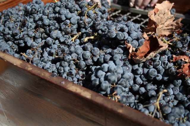 'El Mesoncico' ofrece los mejores vinos de la tierra en la primera edición de la temporada - 4, Foto 4
