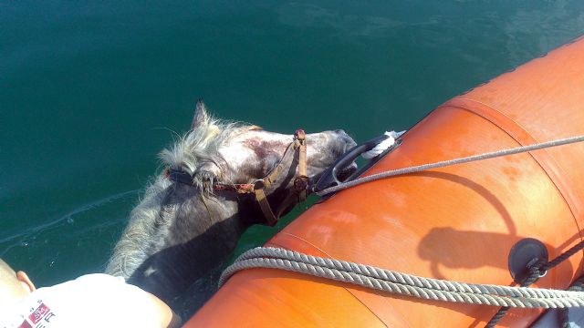 Salvamento marítimo de Protección Civil de San Javier rescató un caballo que nadaba sin rumbo en el Mar Menor - 2, Foto 2