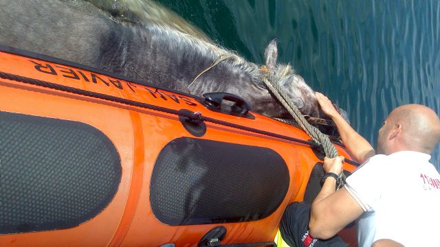 Salvamento marítimo de Protección Civil de San Javier rescató un caballo que nadaba sin rumbo en el Mar Menor - 3, Foto 3