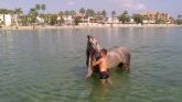 Salvamento marítimo de Protección Civil de San Javier rescató un caballo que nadaba sin rumbo en el Mar Menor