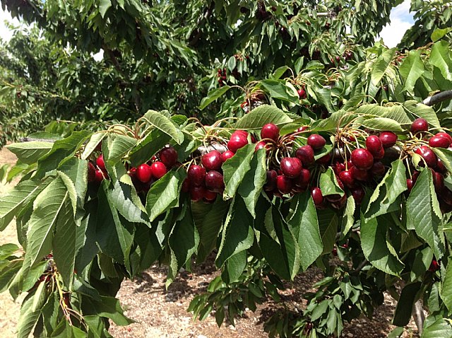 Agricultura participa en el comité de gestión que estudia la producción sostenible de cereza de alta calidad para el mercado europeo - 1, Foto 1