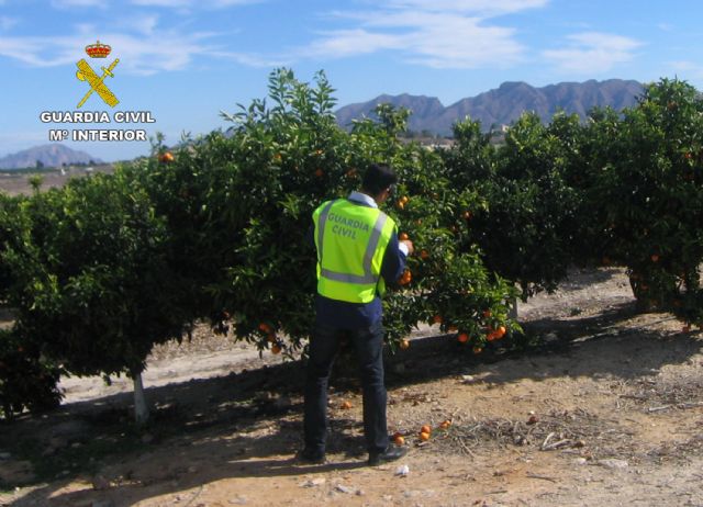 La Guardia Civil detiene a los tres integrantes de una banda por la sustracción de cuatro toneladas de fruta en Fortuna - 2, Foto 2