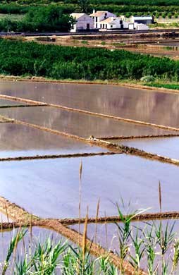 El cultivo de arroz en la Región incrementa este año su producción un nueve por ciento respecto a la campaña anterior - 1, Foto 1