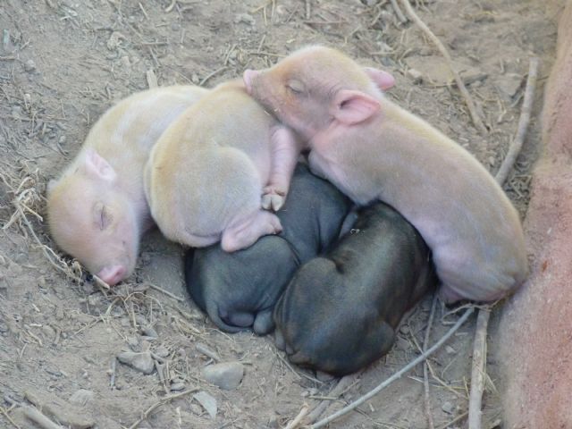 Terra Natura Murcia celebra el nacimiento de tres crías albinas de cerdo vietnamita - 1, Foto 1