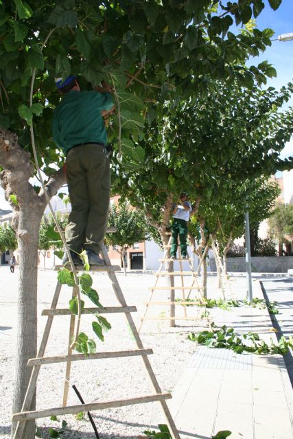 Parques y Jardines inicia las labores de poda de invierno en el arbolado de los espacios públicos - 1, Foto 1