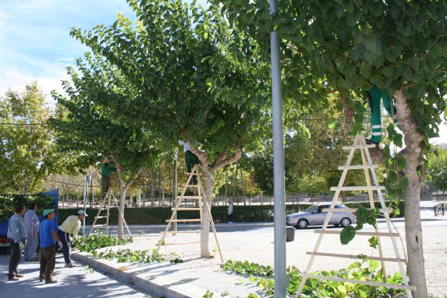 Parques y Jardines inicia las labores de poda de invierno en el arbolado de los espacios públicos - 3, Foto 3
