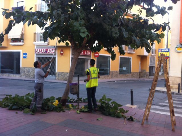 Comienzan los trabajos de poda las moreras en las vías públicas y parques y jardines de Totana dentro de la campaña de otoño - 1, Foto 1