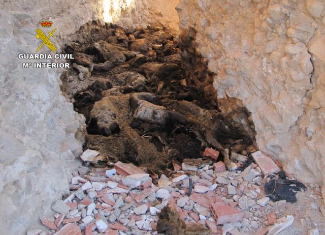La Guardia Civil halla gran cantidad de cadáveres de ovejas en Cañada Hermosa-Murcia - 1, Foto 1