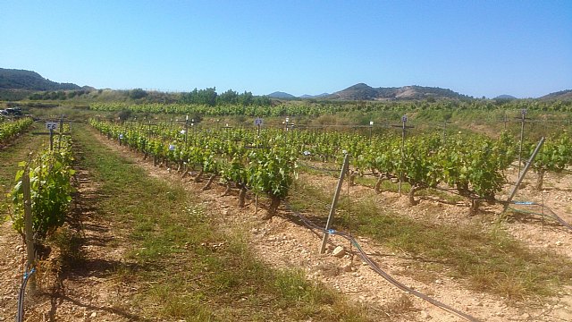 Agricultura desarrolla un proyecto sobre estrategias de riego deficitario para ahorrar agua e incrementar la calidad de la uva y el vino - 1, Foto 1