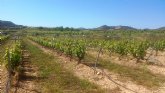 Agricultura desarrolla un proyecto sobre estrategias de riego deficitario para ahorrar agua e incrementar la calidad de la uva y el vino