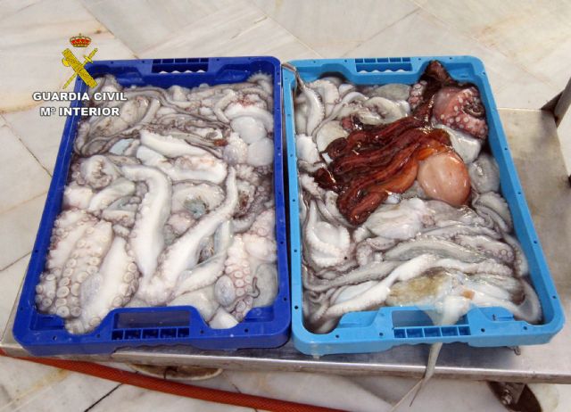 La Guardia Civil decomisa 35 kilos de pulpo capturado ilegalmente en San Pedro del Pinatar - 4, Foto 4