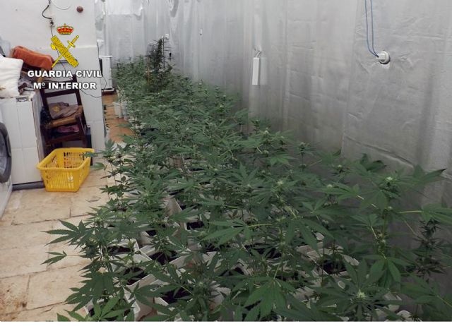 La Guardia Civil desmantela un invernadero de marihuana con medio millar de plantas en Jumilla - 1, Foto 1