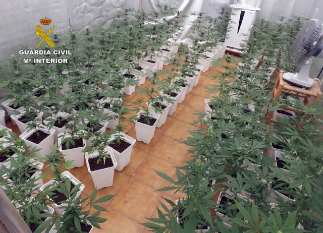 La Guardia Civil desmantela un invernadero de marihuana con medio millar de plantas en Jumilla - 2, Foto 2