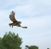 Presidencia libera cuatro búhos reales curados en el Centro de Recuperación de Fauna Silvestre