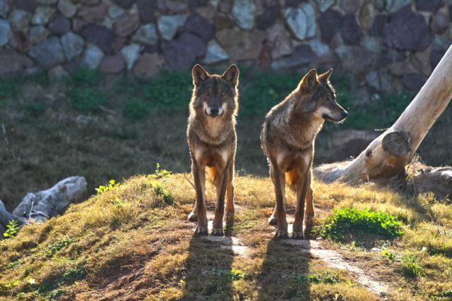 Los cachorros de lobo ibérico imponen su dominio en la manada de Terra Natura Murcia - 1, Foto 1