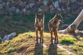 Los cachorros de lobo ibérico imponen su dominio en la manada de Terra Natura Murcia