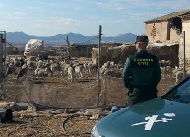 25 corderos recuperados de los 30 sustraídos en una explotación ganadera de Ramonete-Lorca - 2, Foto 2