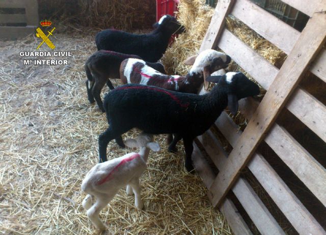 25 corderos recuperados de los 30 sustraídos en una explotación ganadera de Ramonete-Lorca - 3, Foto 3