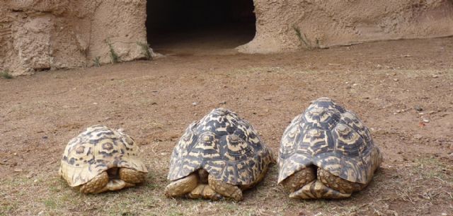 Terra Natura Murcia recibe tres nuevos ejemplares de tortuga africana donados por particulares - 1, Foto 1
