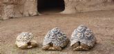 Terra Natura Murcia recibe tres nuevos ejemplares de tortuga africana donados por particulares