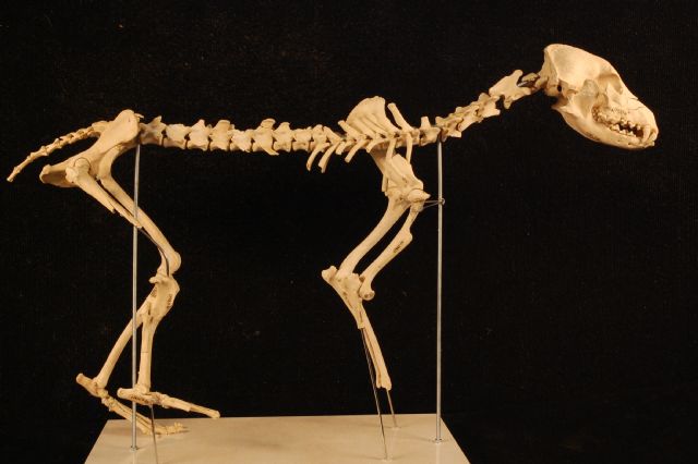 La Universidad de Murcia reconstruye el esqueleto de un perro con 4.000 años de antigüedad - 1, Foto 1