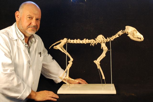 La Universidad de Murcia reconstruye el esqueleto de un perro con 4.000 años de antigüedad - 3, Foto 3