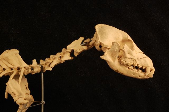 La Universidad de Murcia reconstruye el esqueleto de un perro con 4.000 años de antigüedad - 4, Foto 4