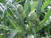 El cultivo de alcachofa incrementa este año su producción un 1 por ciento respecto a la pasada campaña
