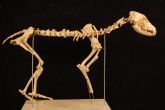 La Universidad de Murcia reconstruye el esqueleto de un perro con 4.000 años de antigüedad