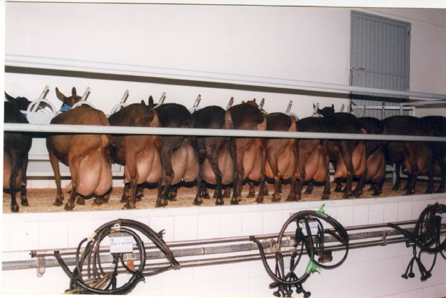 Agricultura participa en un proyecto europeo para conseguir la reproducción caprina en cualquier época del año y leche sin hormonas - 1, Foto 1