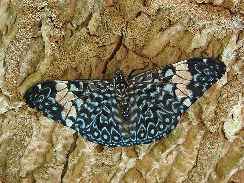 La agenda cultural de esta semana arranca mañana con el cine documental Expedición entomológica Venezuela ' 97 - 2, Foto 2