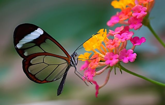 La agenda cultural de esta semana arranca mañana con el cine documental Expedición entomológica Venezuela ' 97 - 3, Foto 3