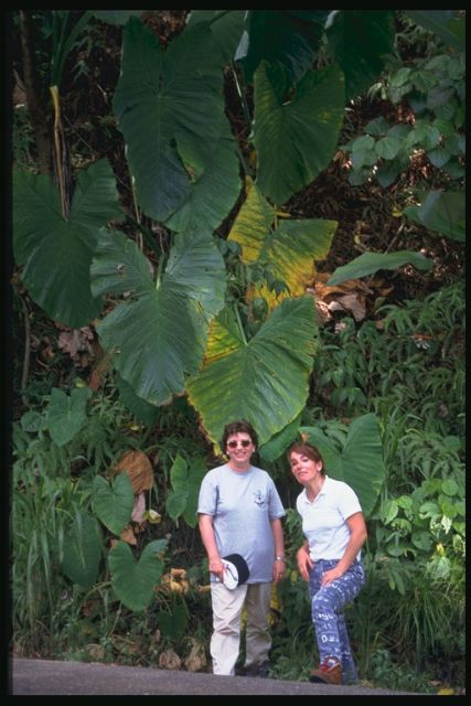 La agenda cultural de esta semana arranca mañana con el cine documental Expedición entomológica Venezuela ' 97 - 4, Foto 4