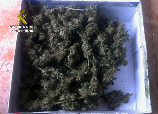 Ocho detenidos y dos imputados por cultivo de marihuana en la comarca del Bajo Guadalentín - 1, Foto 1