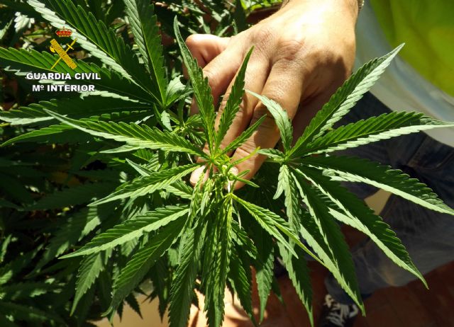 Ocho detenidos y dos imputados por cultivo de marihuana en la comarca del Bajo Guadalentín - 2, Foto 2