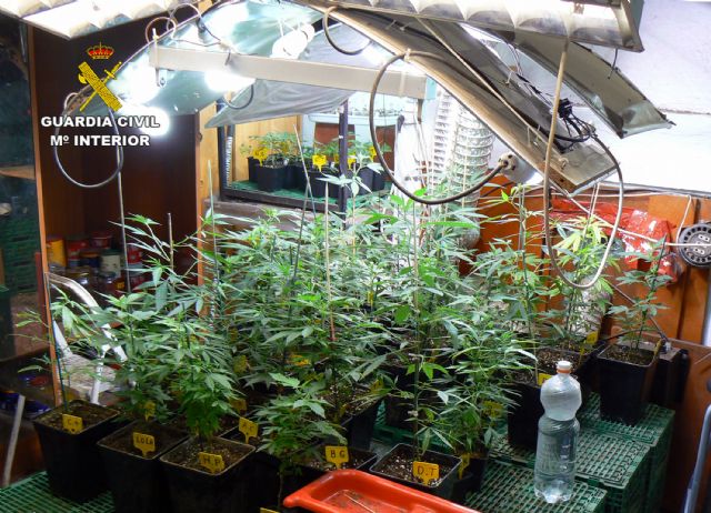 Ocho detenidos y dos imputados por cultivo de marihuana en la comarca del Bajo Guadalentín - 3, Foto 3
