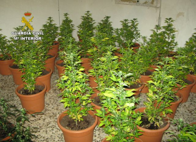 Ocho detenidos y dos imputados por cultivo de marihuana en la comarca del Bajo Guadalentín - 4, Foto 4