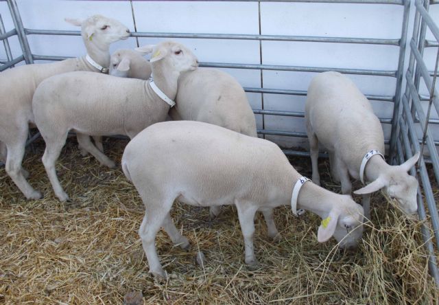 La Unión Europea aprueba la Denominación de Origen Protegida para el cordero segureño - 1, Foto 1