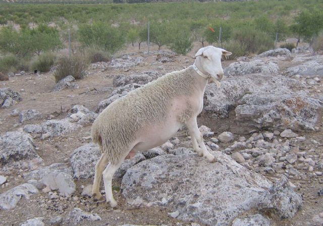 La Unión Europea aprueba la Denominación de Origen Protegida para el cordero segureño - 2, Foto 2