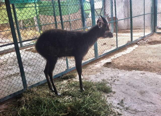 Terra Natura Murcia aumenta su grupo de antílopes africanos con la llegada de un nuevo ejemplar - 1, Foto 1