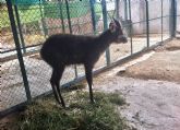 Terra Natura Murcia aumenta su grupo de antlopes africanos con la llegada de un nuevo ejemplar